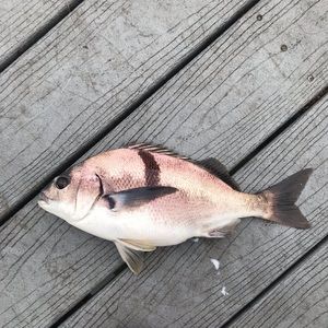 Meet your Posher, Ken